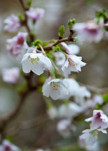 Prunus Kojo-no-mai