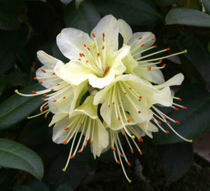 Rhododendron Princess Anne 3L