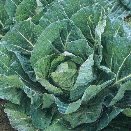 Cabbage Winter Jewel F1