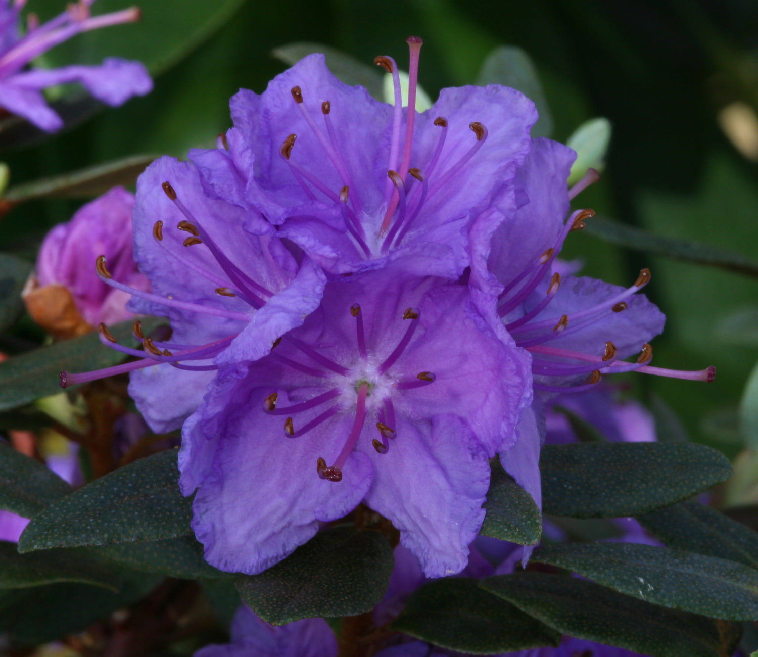 Rhododendron Purple Gem 3L