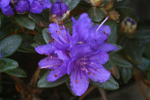 Rhododendron Sacko 3L