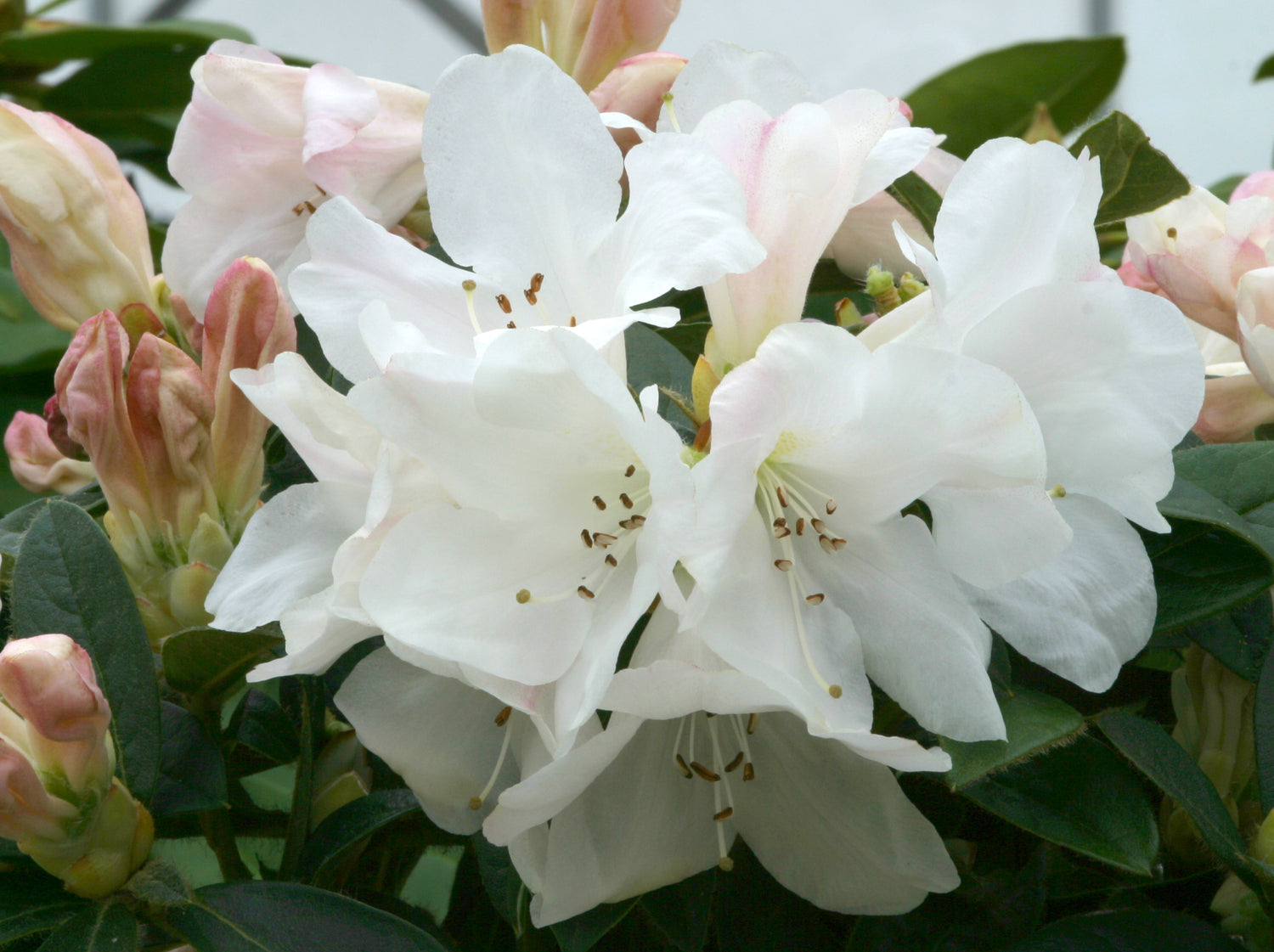 Rhododendron Tinkerbird 3L