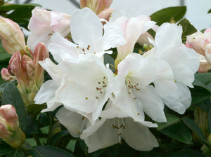 Rhododendron Tinkerbird 3L