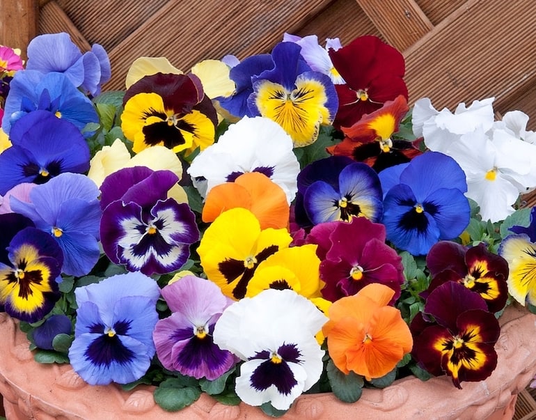 Winter Pansy