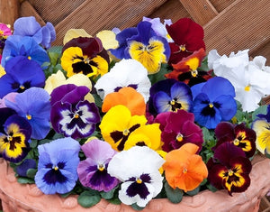 Winter Pansy