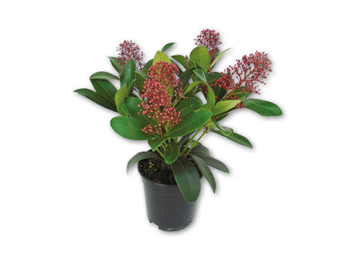 Skimmia Rubella