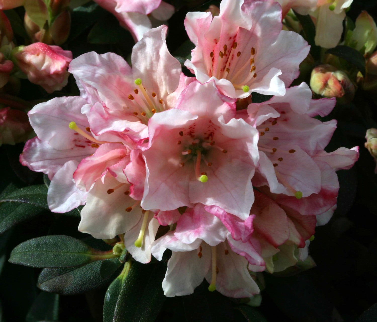 Rhododendron Wee Bee 3L